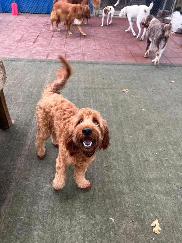 /Images/uploads/Warrick Parks Foundation/pippero-pup-park/entries/27782thumb.jpg